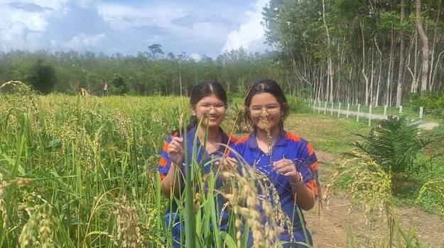 1) Title Name Effects of Biochar on Soil Properties, Soil Carbon Sequestration and the Growth of Hom Hua Bon Rice  2) Students Name 1. Miss Natthakulwadee Tehair 2. Miss Phanatchakorn Nuannim 3) Teacher Name Mrs. Salamiyah Kittibunyatiwakorn 4) School Name Princess Chulabhorn High School Trang