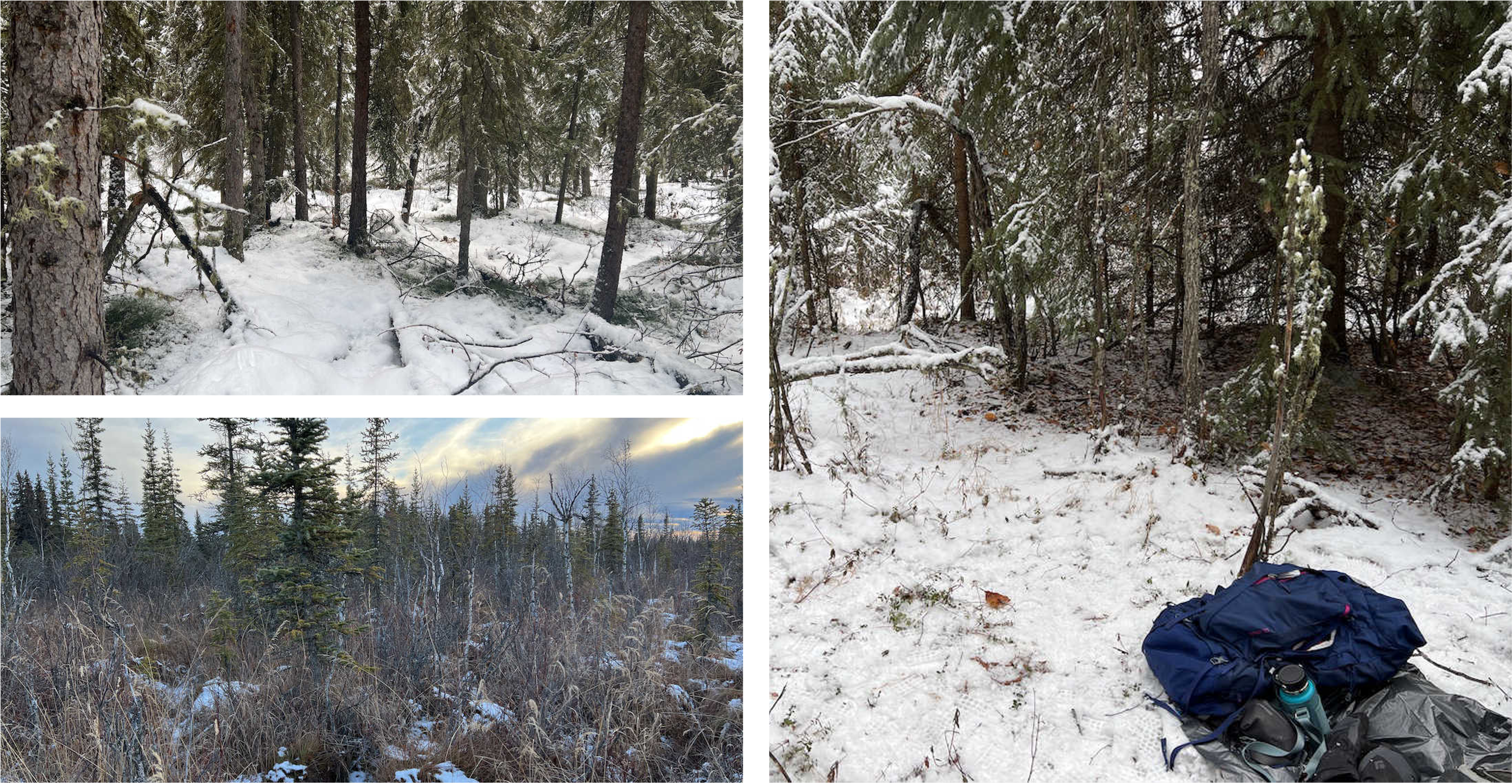 A collage of three land cover photos from GLOBE Observer land cover observations. All three show snow on the ground in an Evergreen forest. 