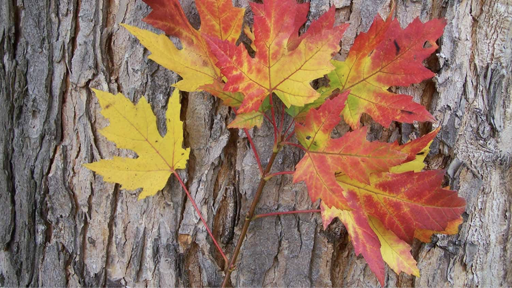 several maple leaves in different colors, from yellow to orange to red, are propped against the bark of a maple tree