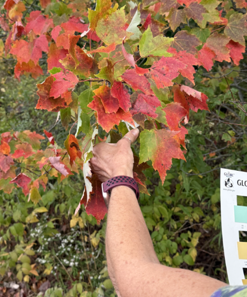 a hand of a student holds a maple branch to observe leaf color change. a GLOBE color guide is partially visible